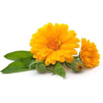Calendula calendula oil