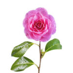 camellia-2 camellia seed oil