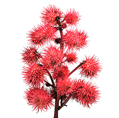 castor3 castor seed oil