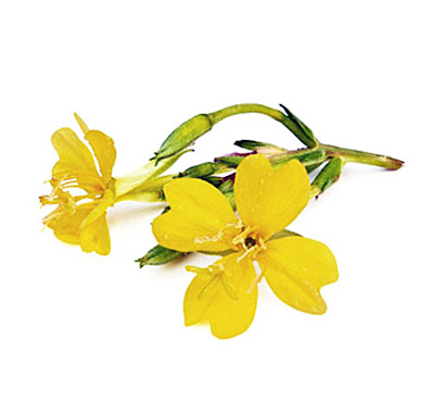 evening-primrose-2 evening primrose oil