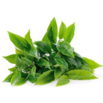 green-tea green tea extract