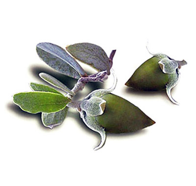 jojoba2 jojoba oil