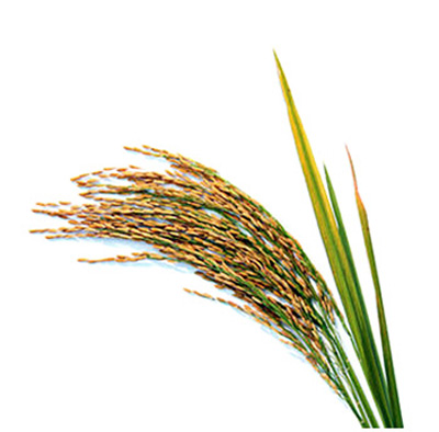 rice-bran2 rice bran oil