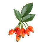 rosehip seed oil