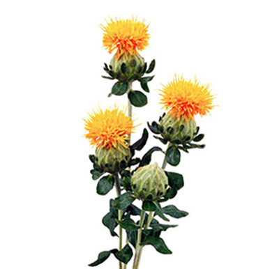 safflower3 safflower oil