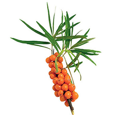 seabuckthorne2 seabuckthorn oil