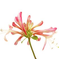 honeysuckle-flower honeysuckle extract