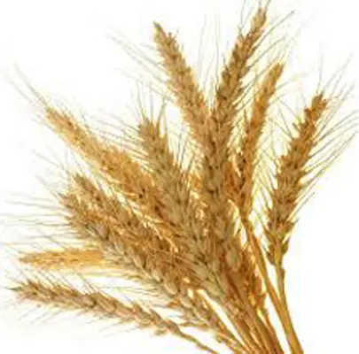 oat (1) beta glucans