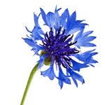 cornflower cornflower extract